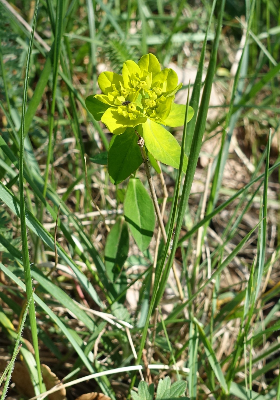 Euphorbia verrucosa