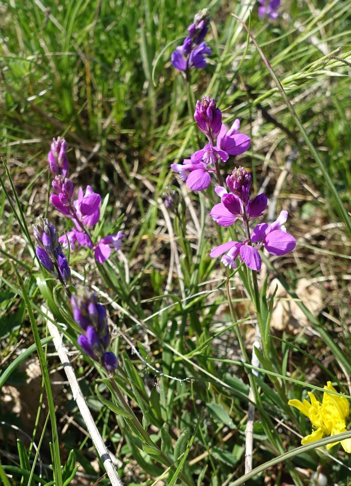 Polygala nicaeensis
