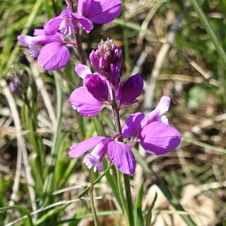 Polygala nicaeensis