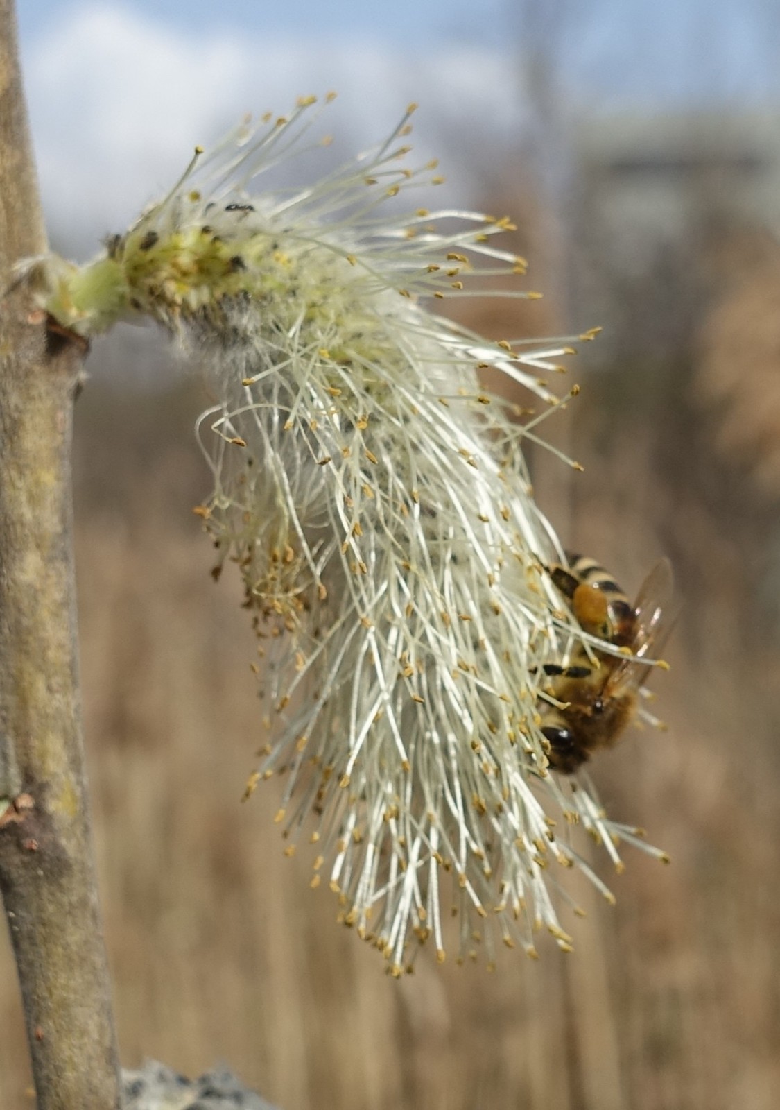 Salix cinerea