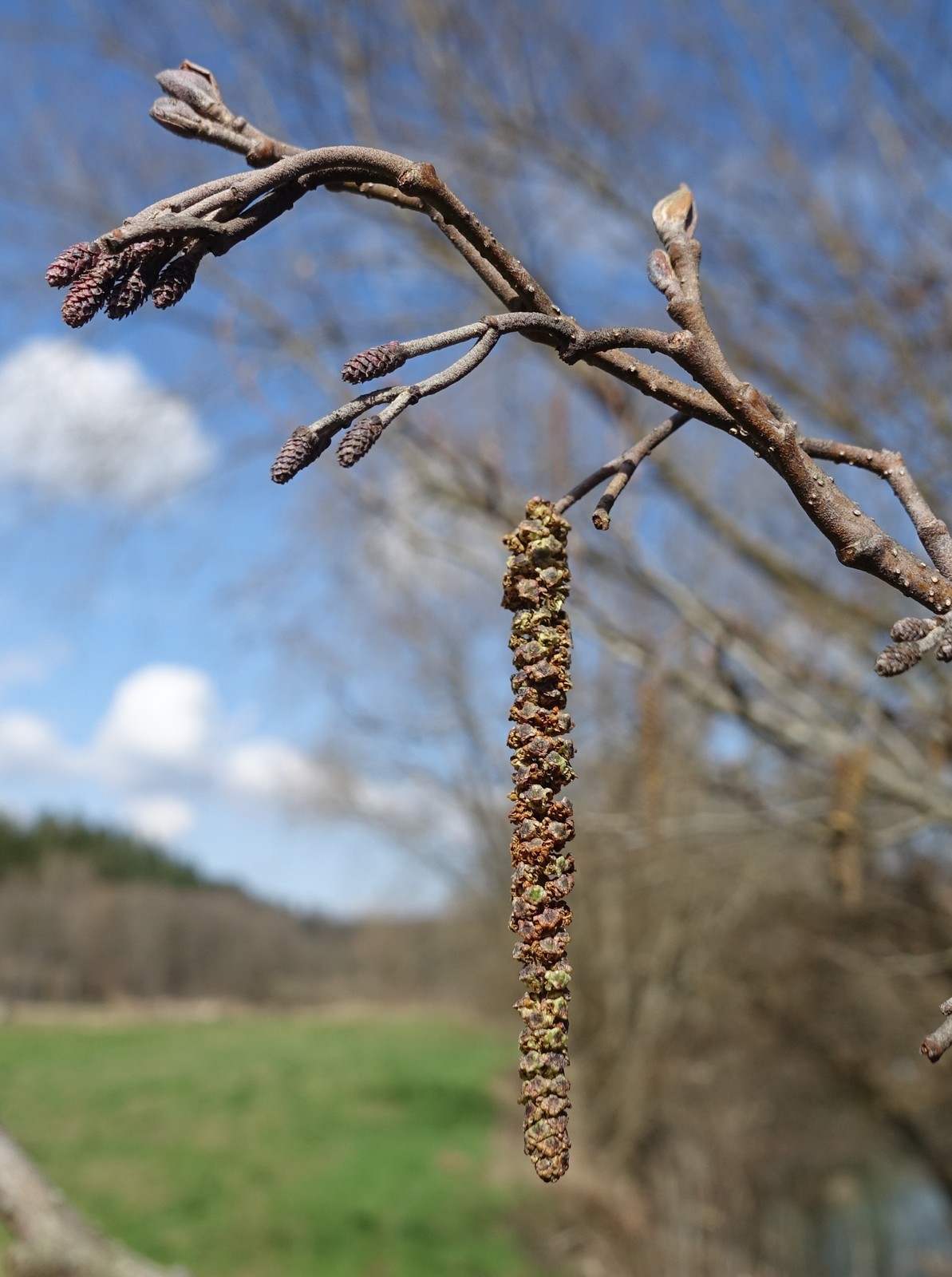 Alnus glutinosa