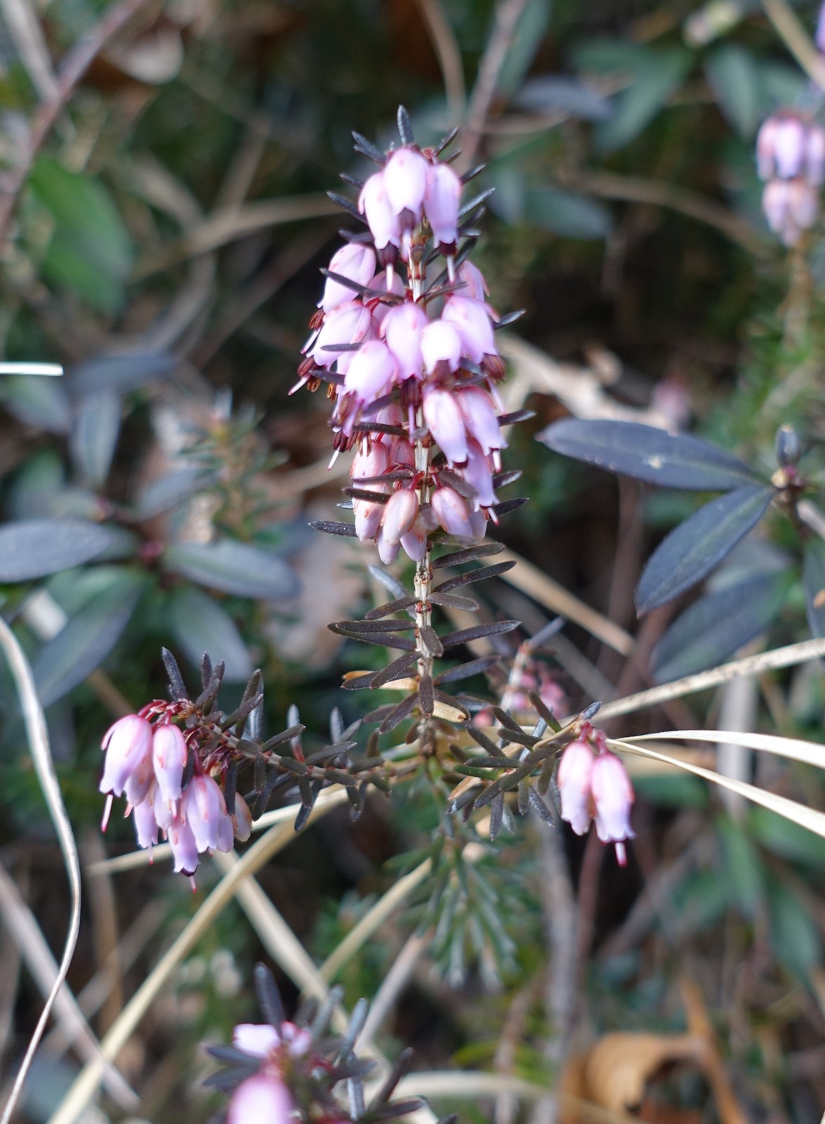 Erica carnea