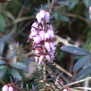 Erica carnea