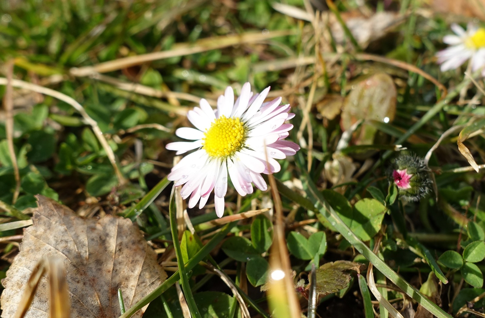 Bellis perennis