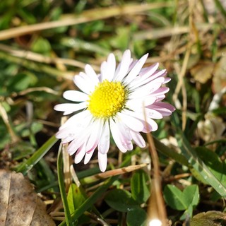 Bellis perennis