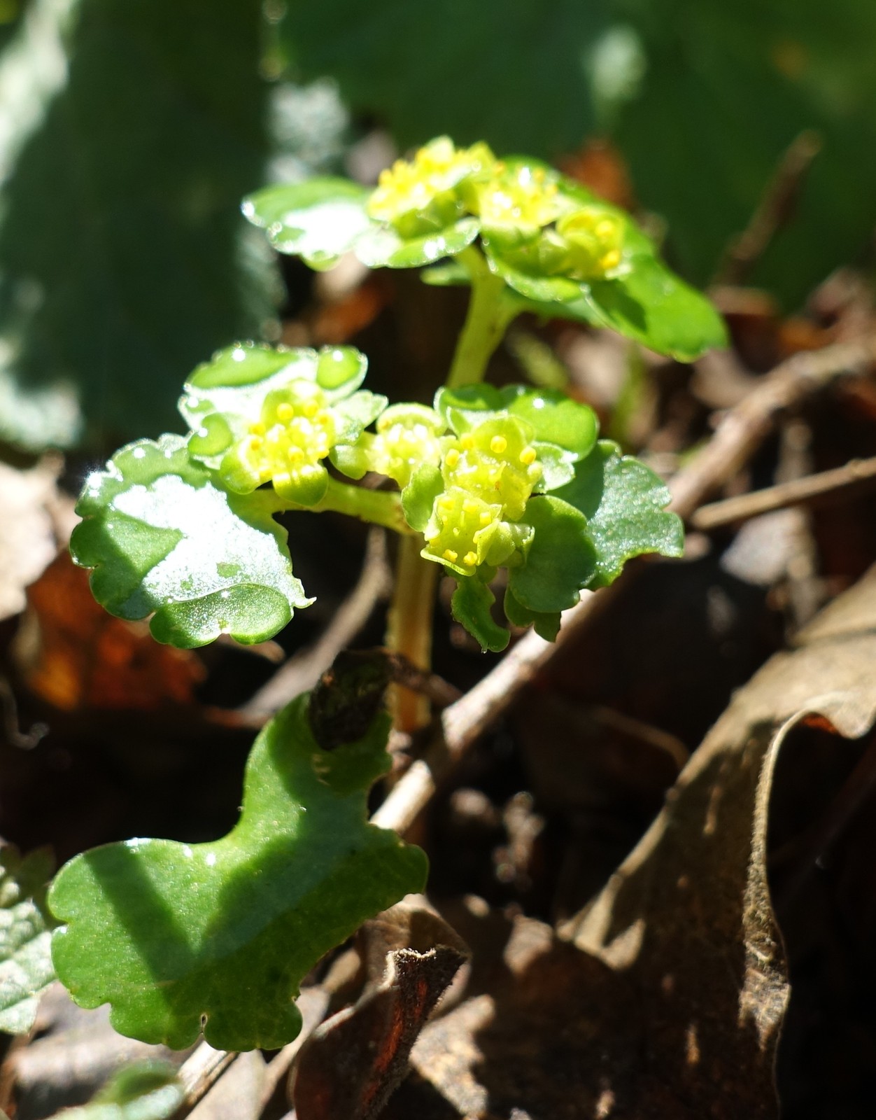 Chrysosplenium alternifolium