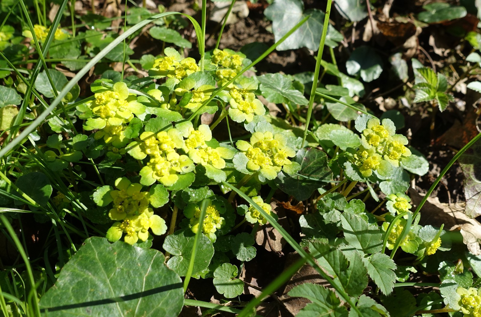 Chrysosplenium alternifolium