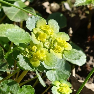 Chrysosplenium alternifolium