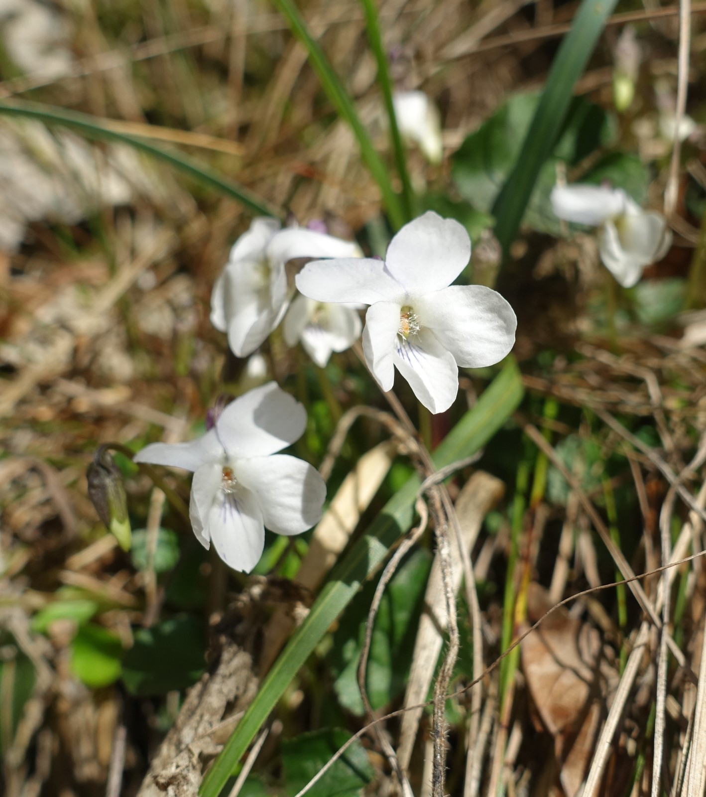 Viola alba