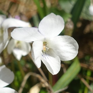 Viola alba