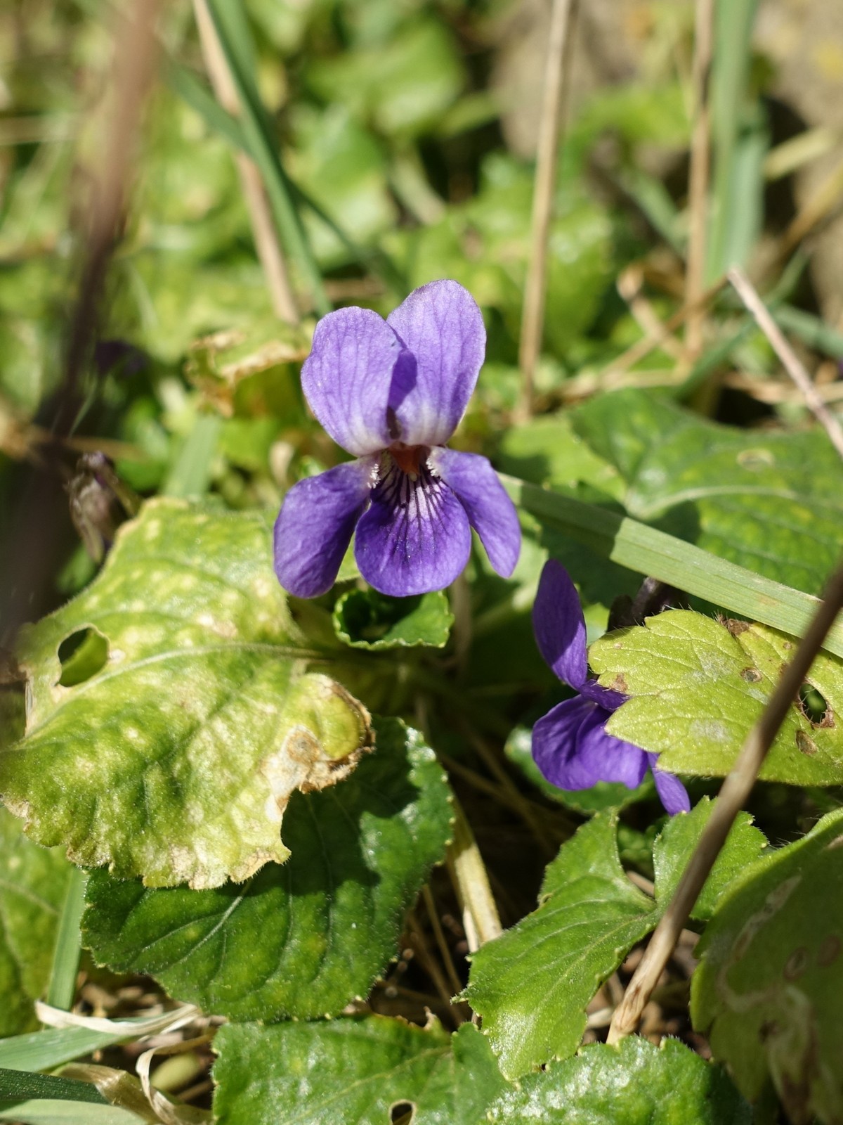 Viola odorata