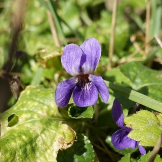 Viola odorata