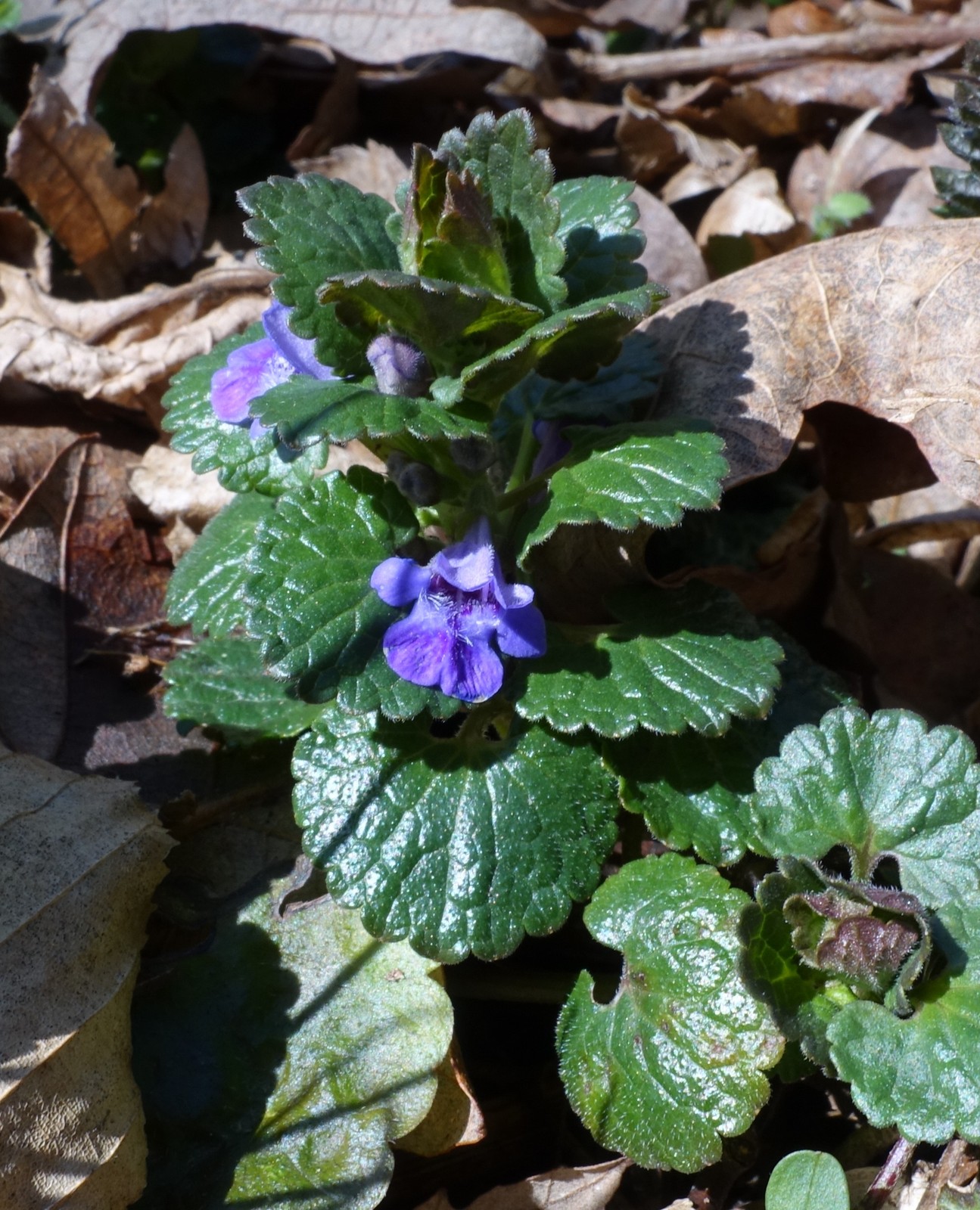 Glechoma hederacea