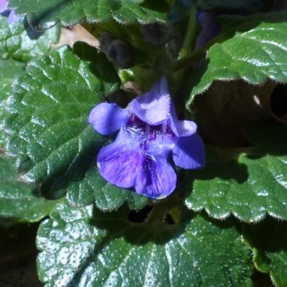 Glechoma hederacea