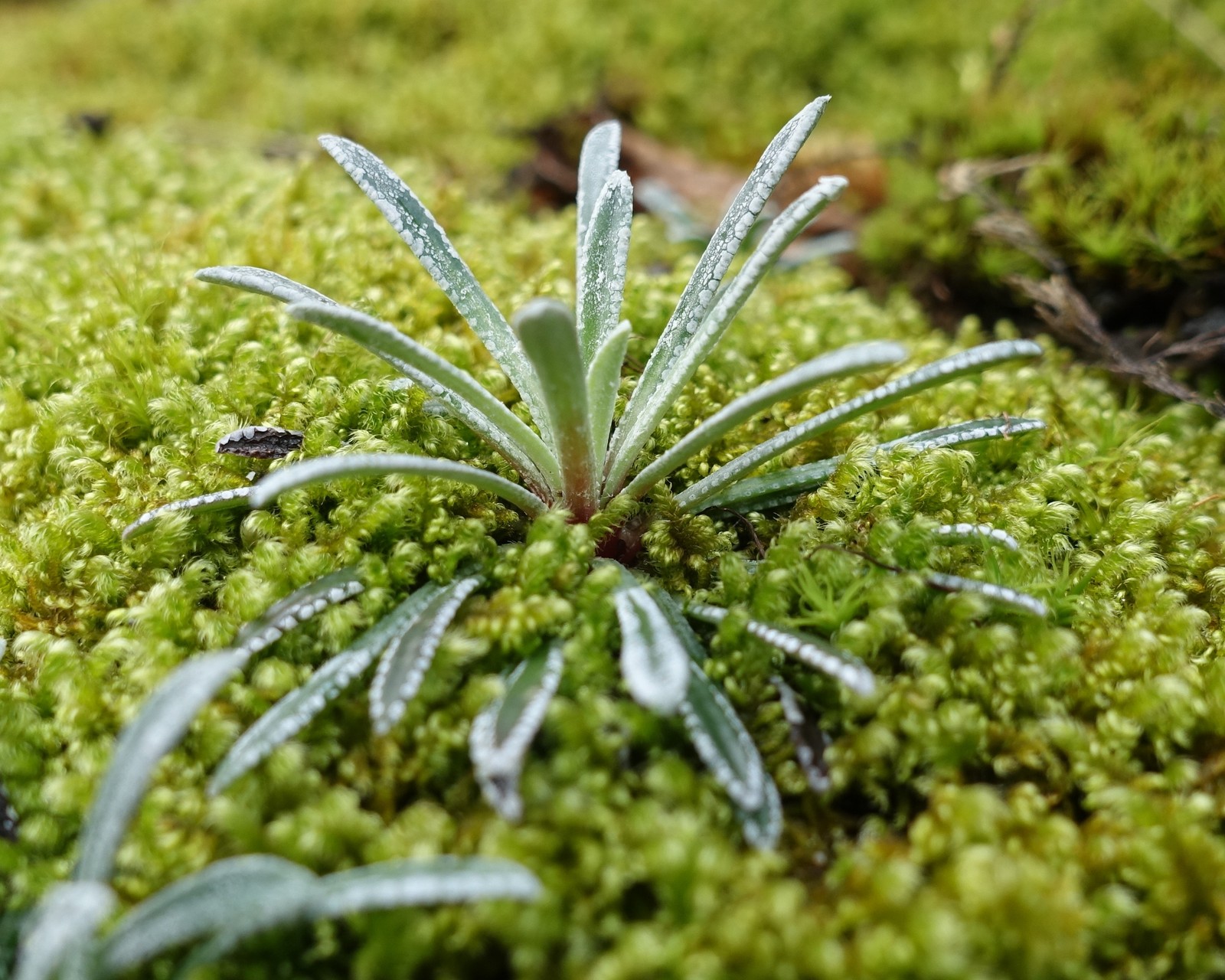 Saxifraga crustata