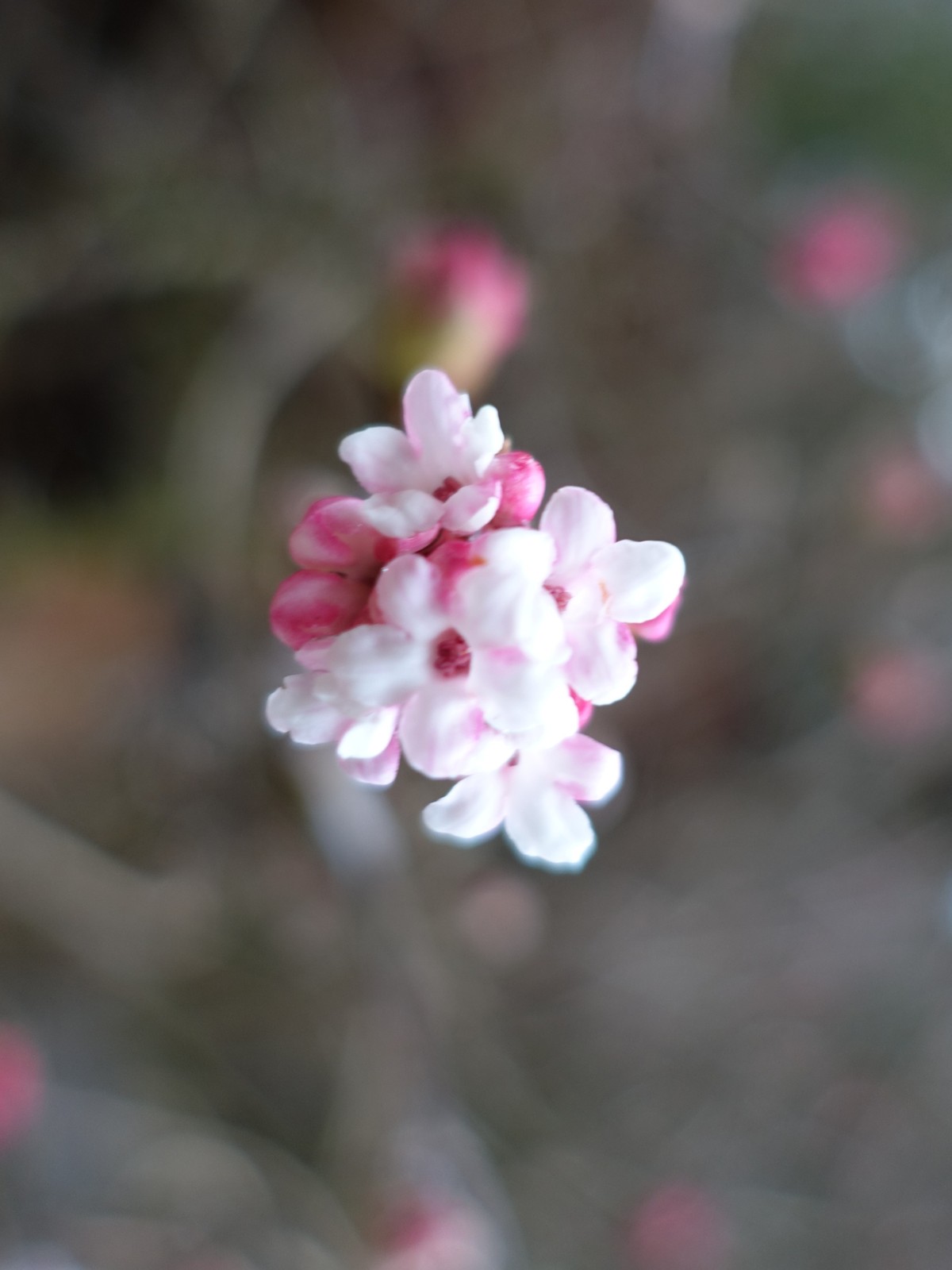 Viburnum × bodnantense