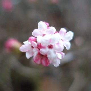 Viburnum × bodnantense
