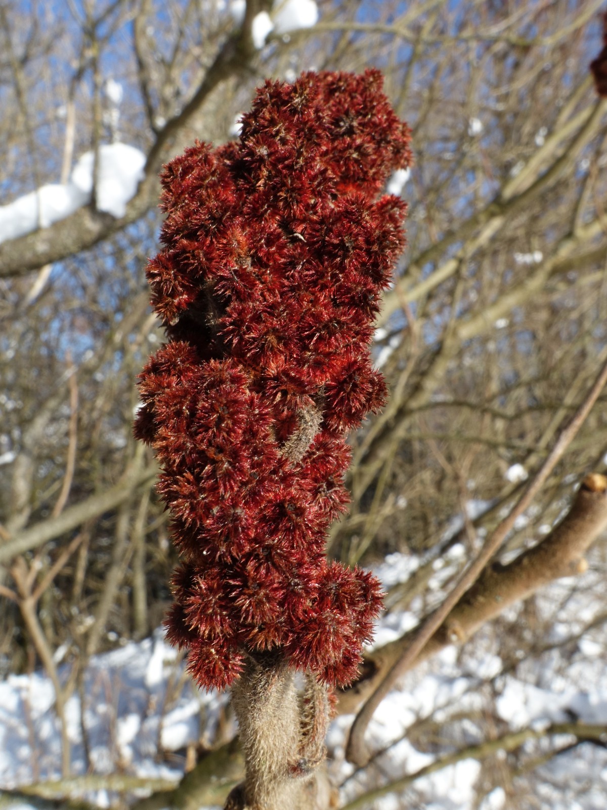 Rhus typhina