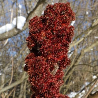 Rhus typhina