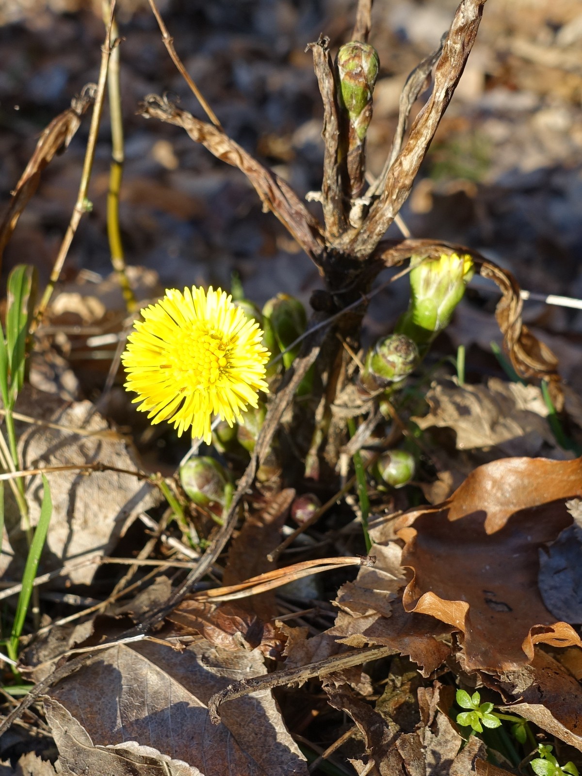 Tussilago farfara