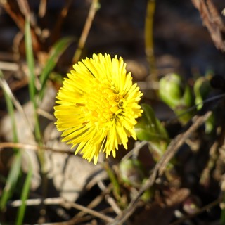 Tussilago farfara