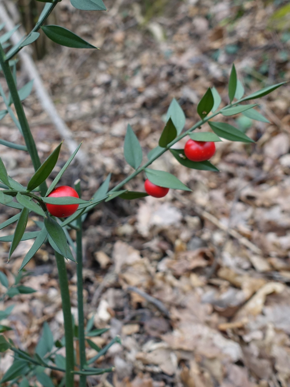 Ruscus aculeatus