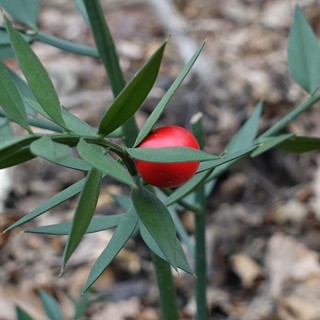Ruscus aculeatus