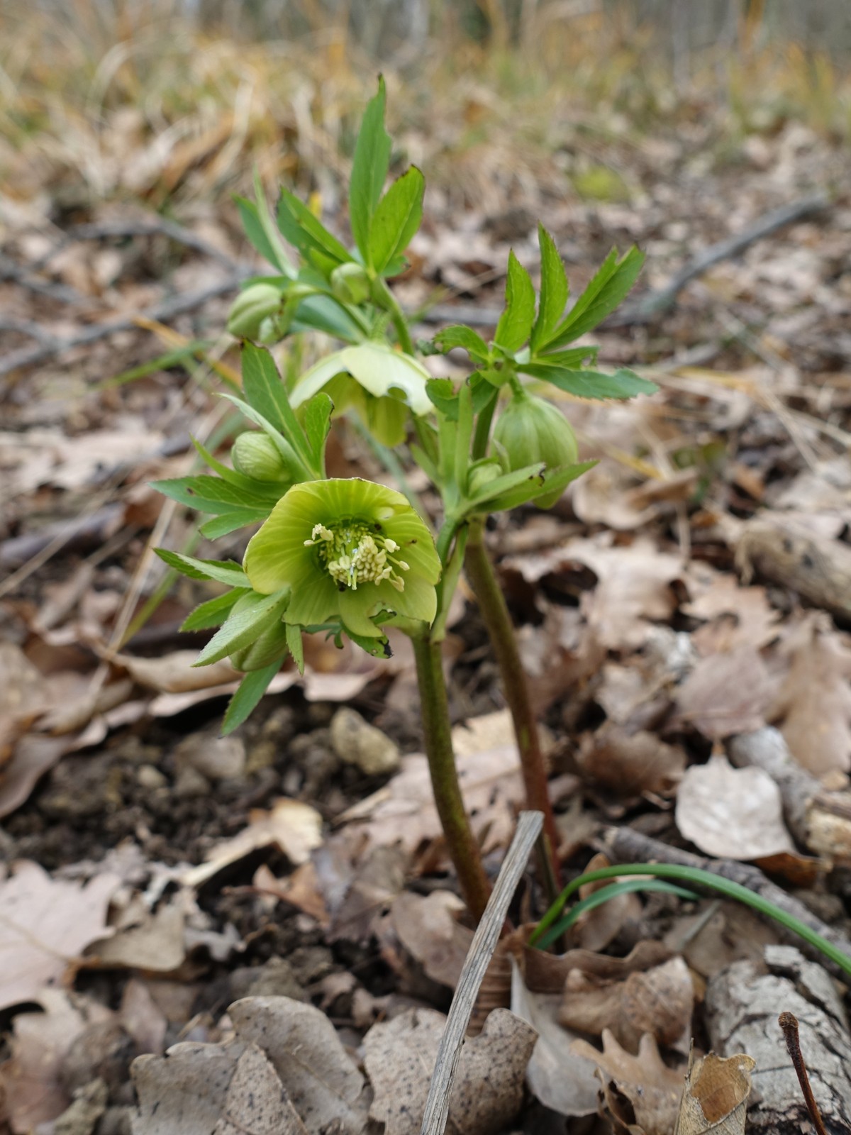 Helleborus multifidus subsp. istriacus
