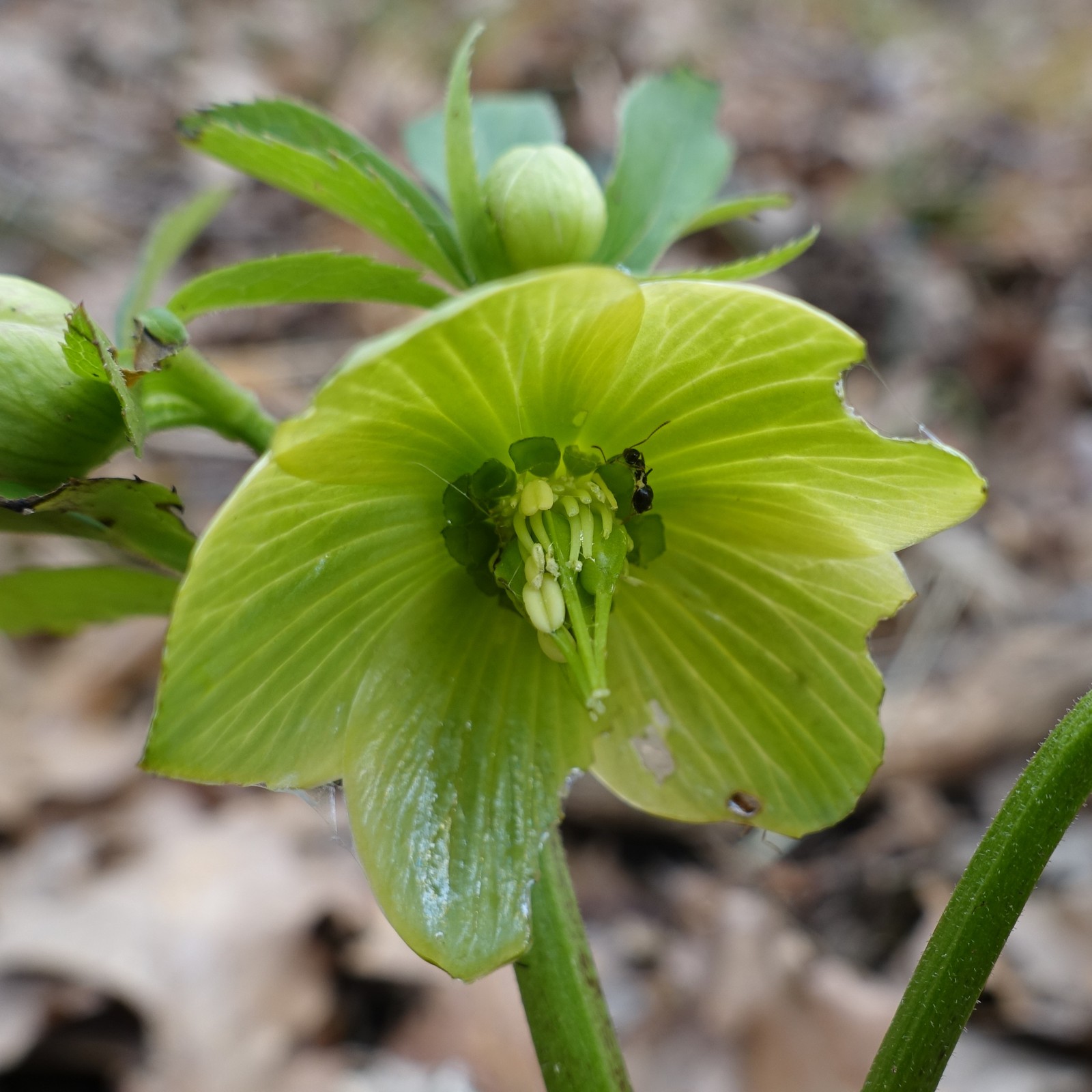 Helleborus multifidus subsp. istriacus