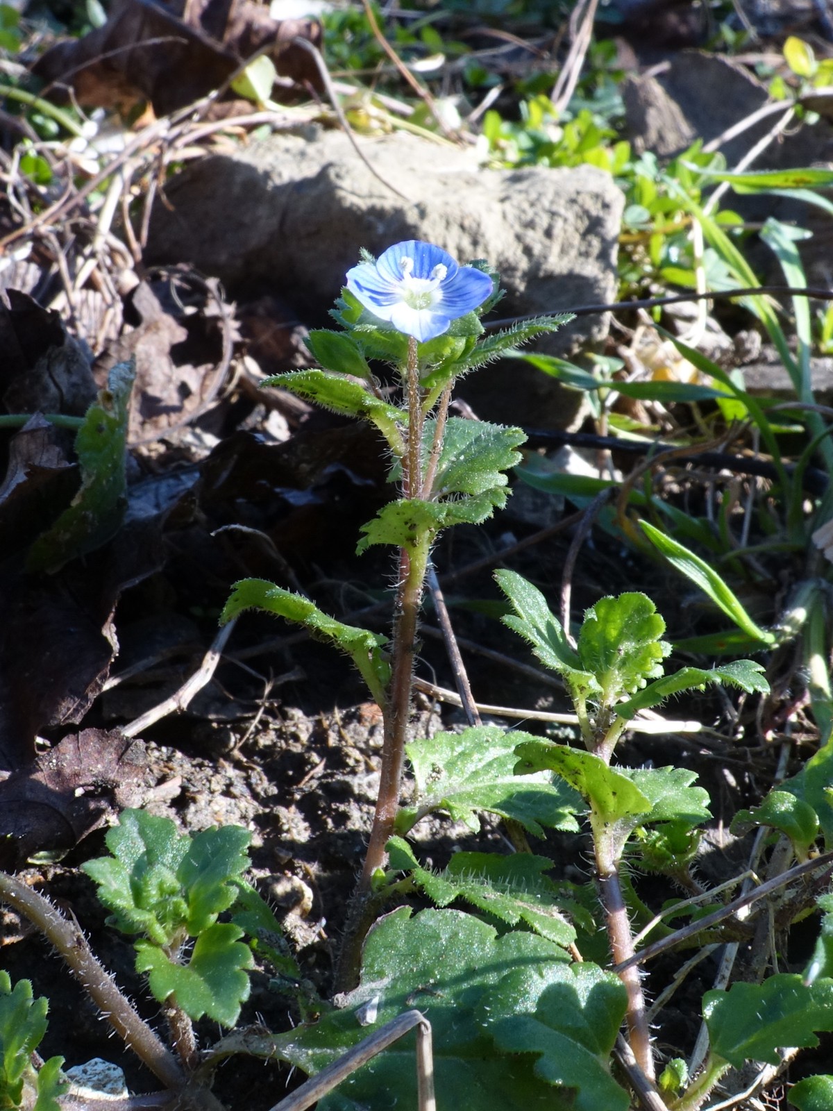 Veronica persica
