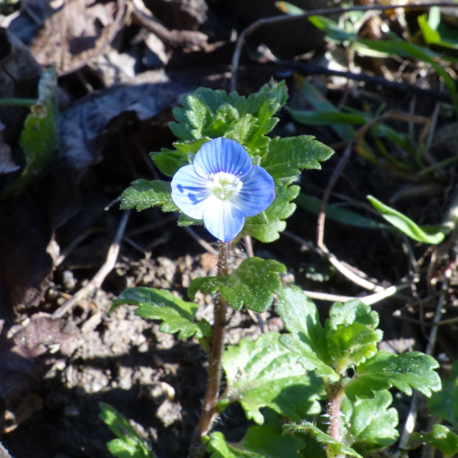 Veronica persica