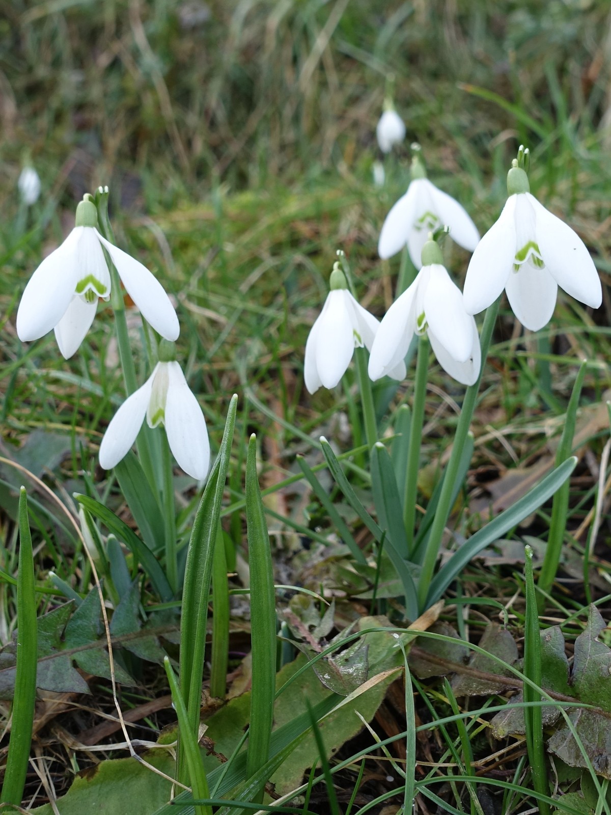 Galanthus nivalis