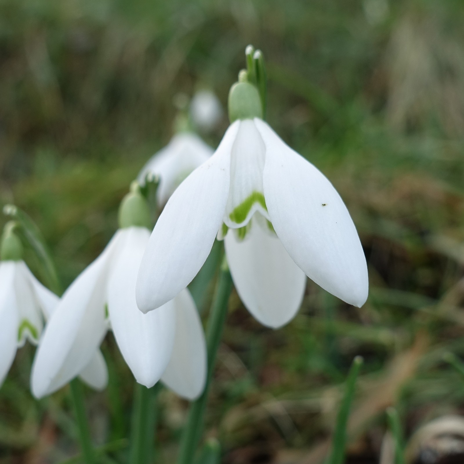 Galanthus nivalis