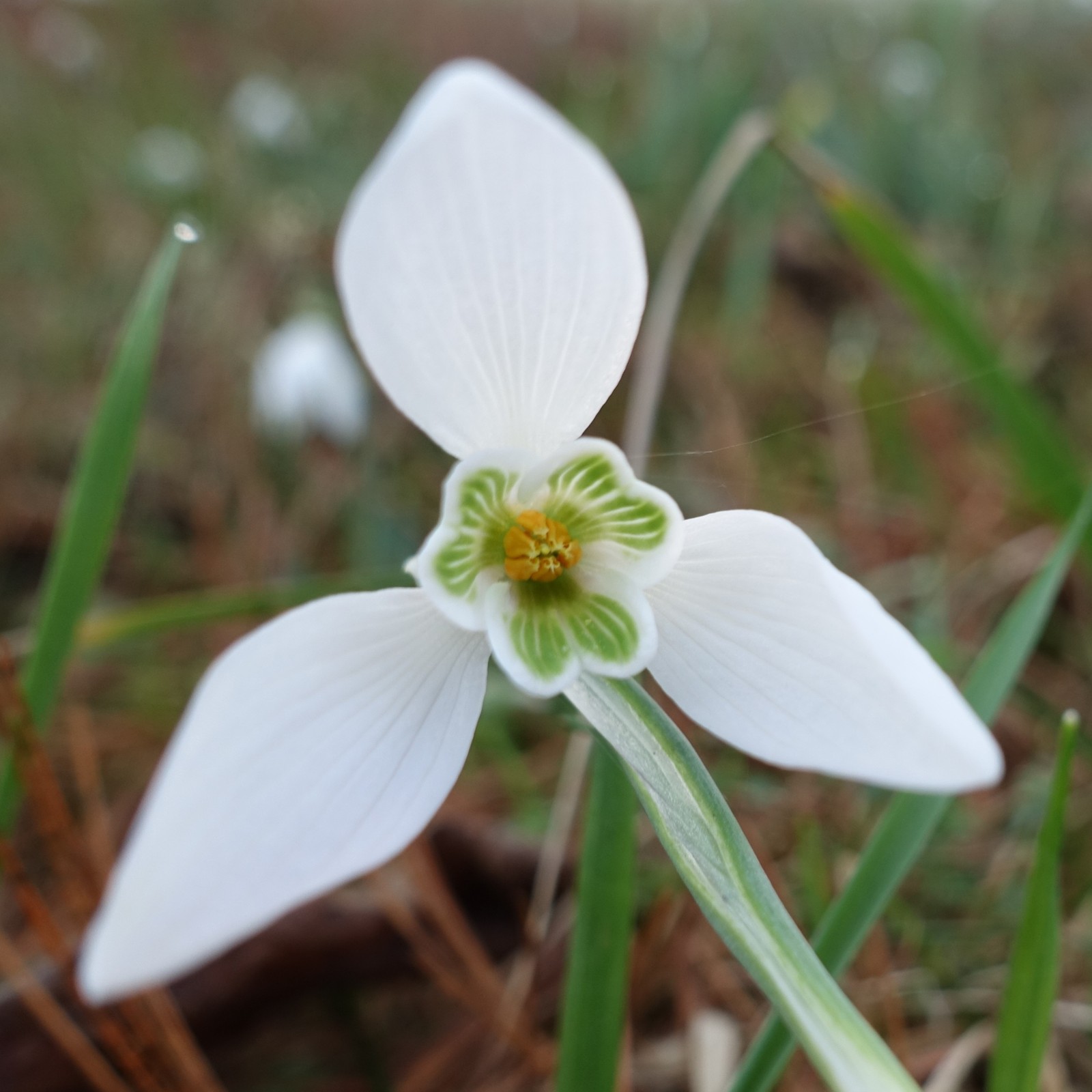 Galanthus nivalis