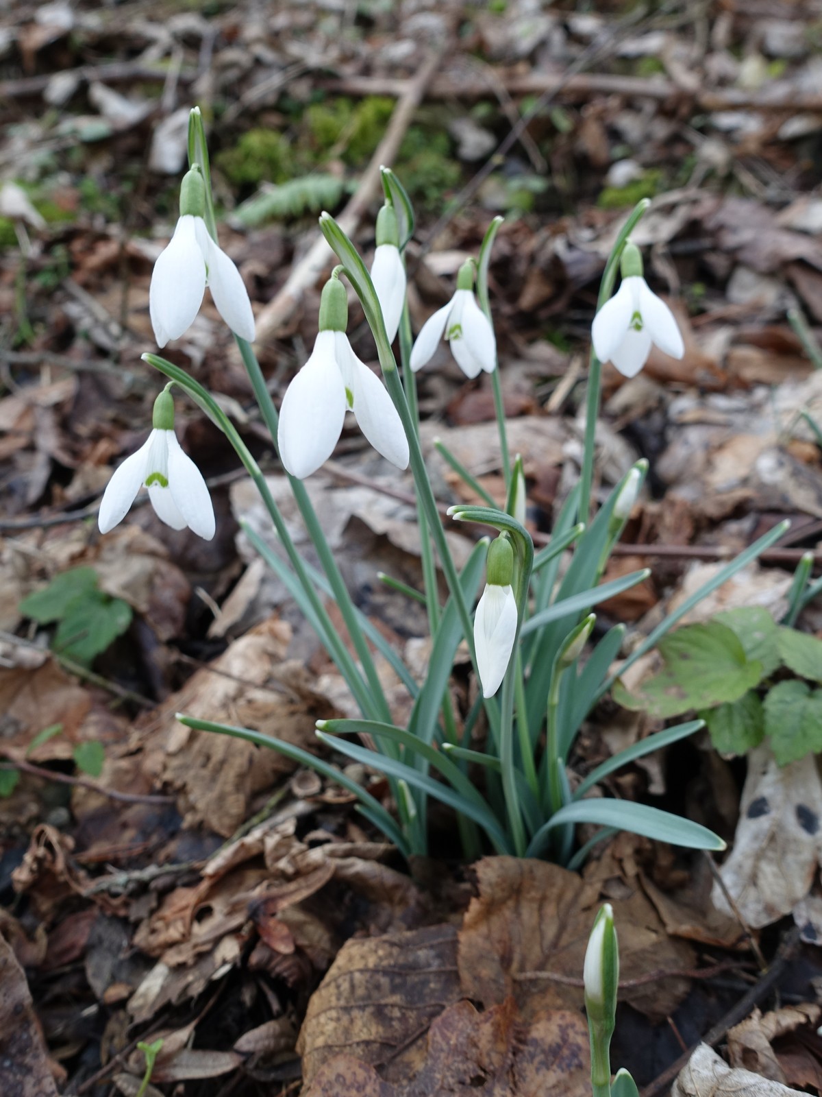 Galanthus nivalis