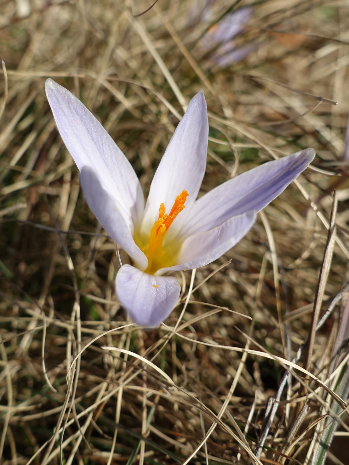 Crocus reticulatus