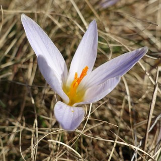 Crocus reticulatus