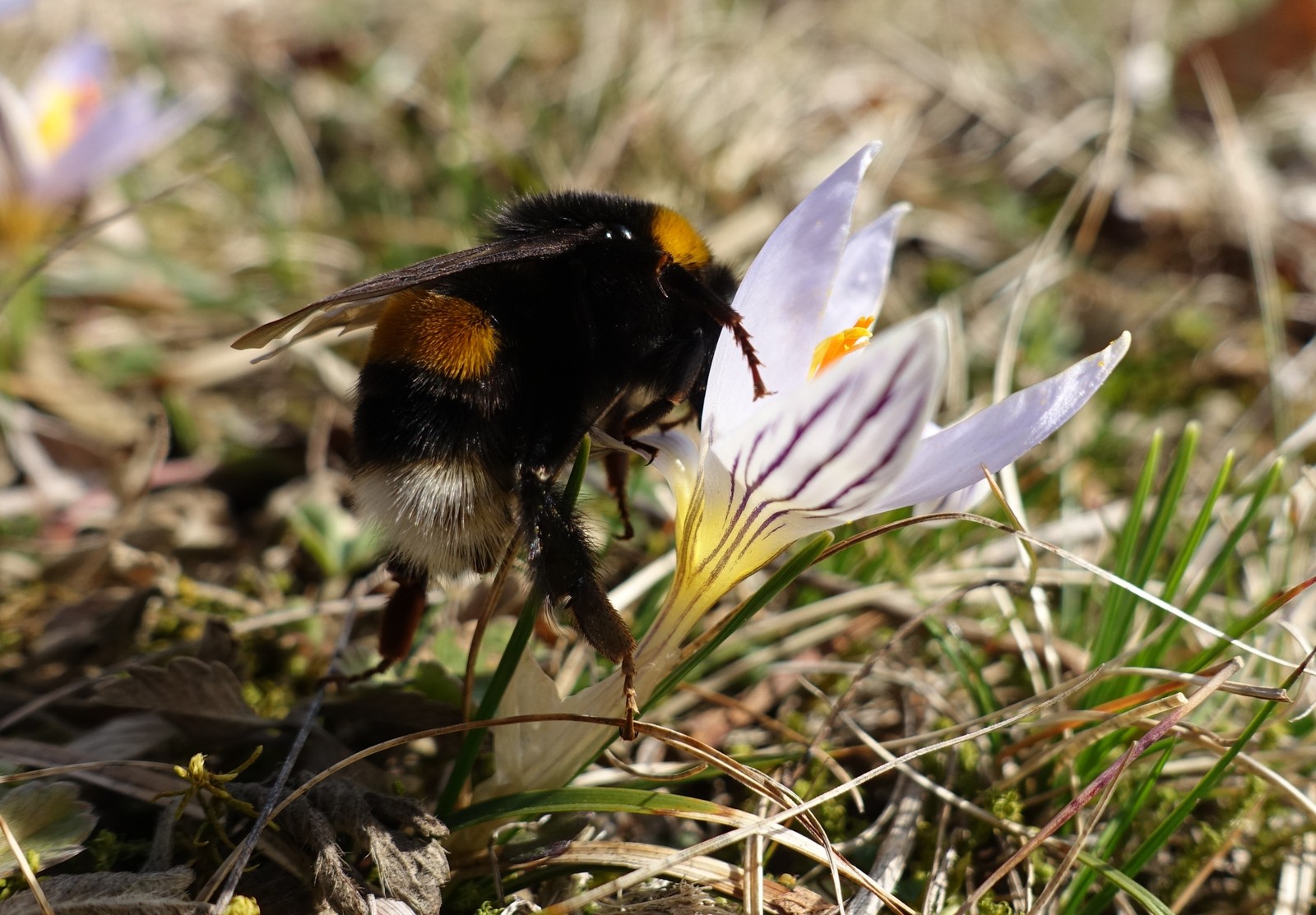 Crocus reticulatus