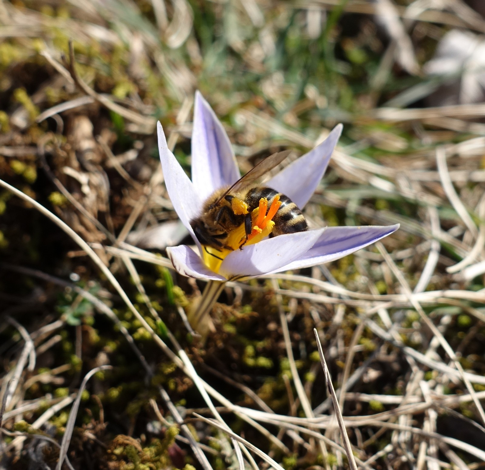 Crocus reticulatus