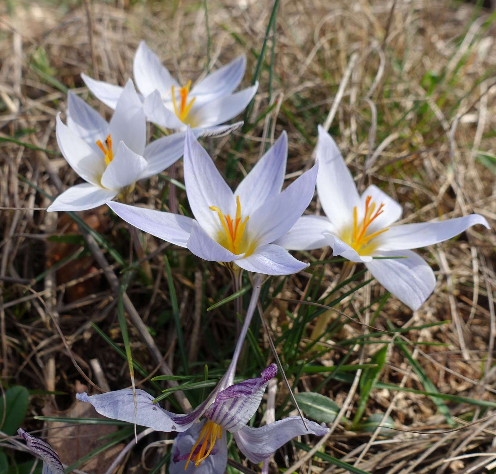 Crocus reticulatus