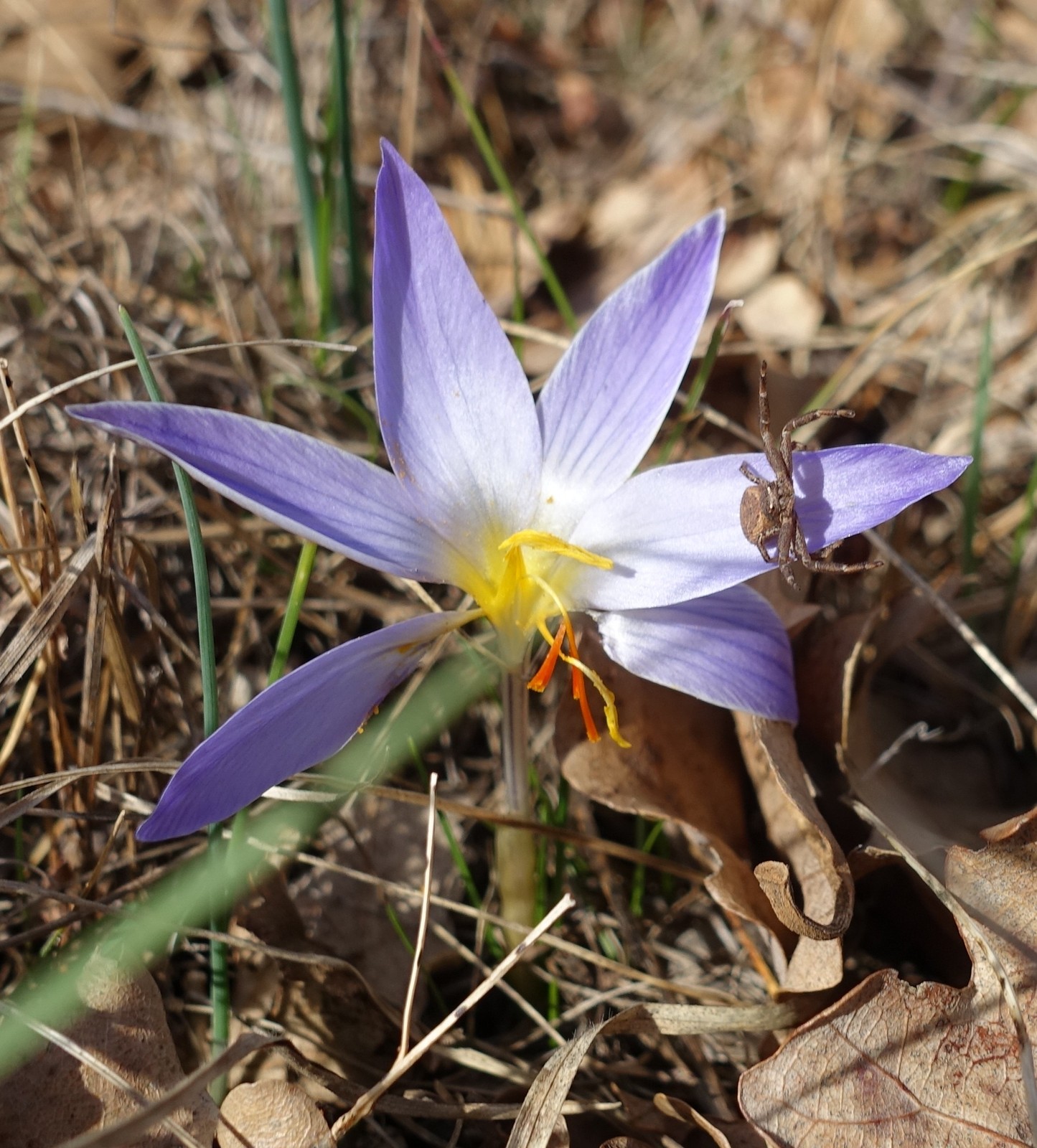 Crocus reticulatus