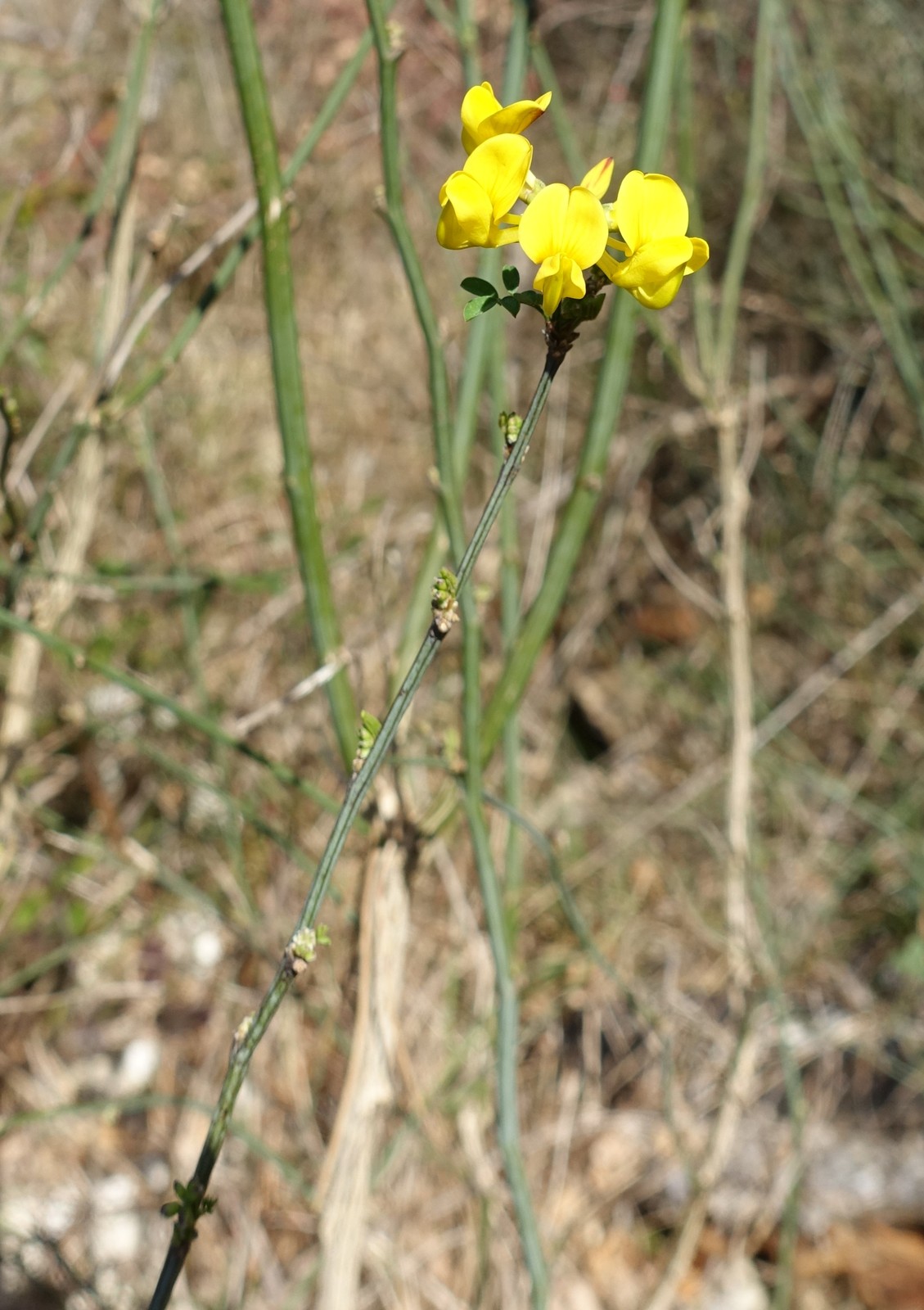 Hippocrepis emerus