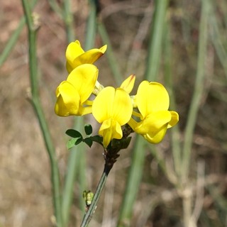 Hippocrepis emerus