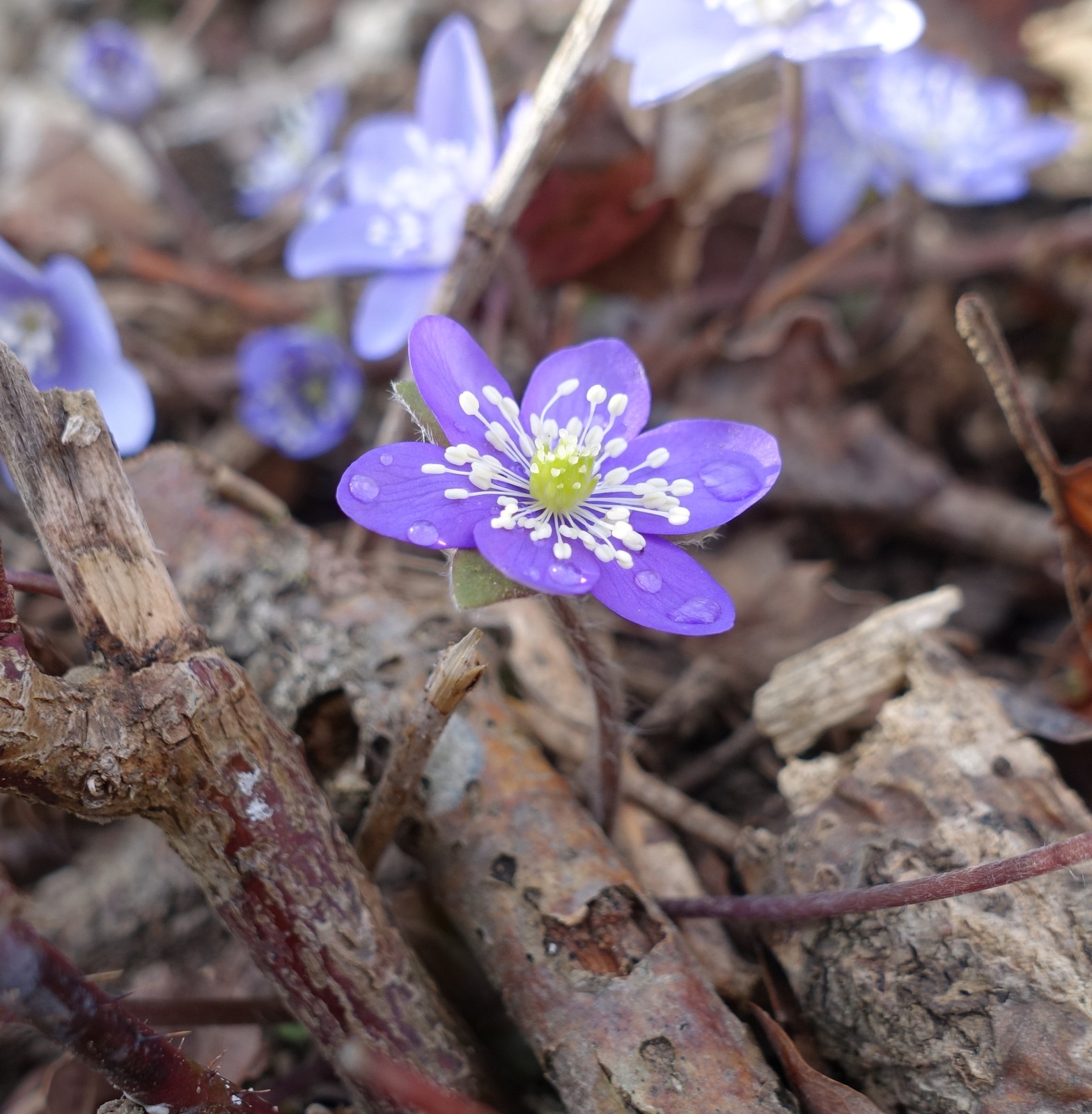 Hepatica nobilis