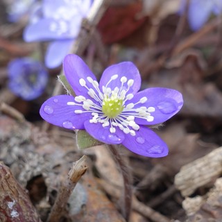 Hepatica nobilis