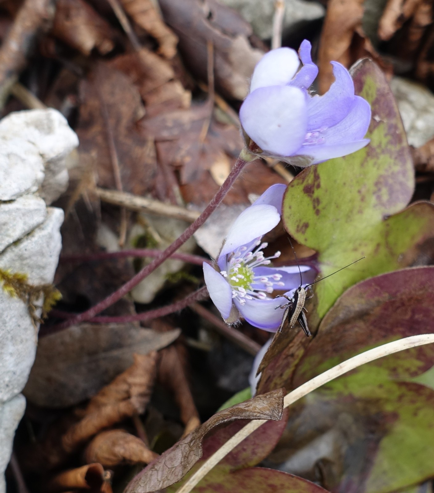 Hepatica nobilis