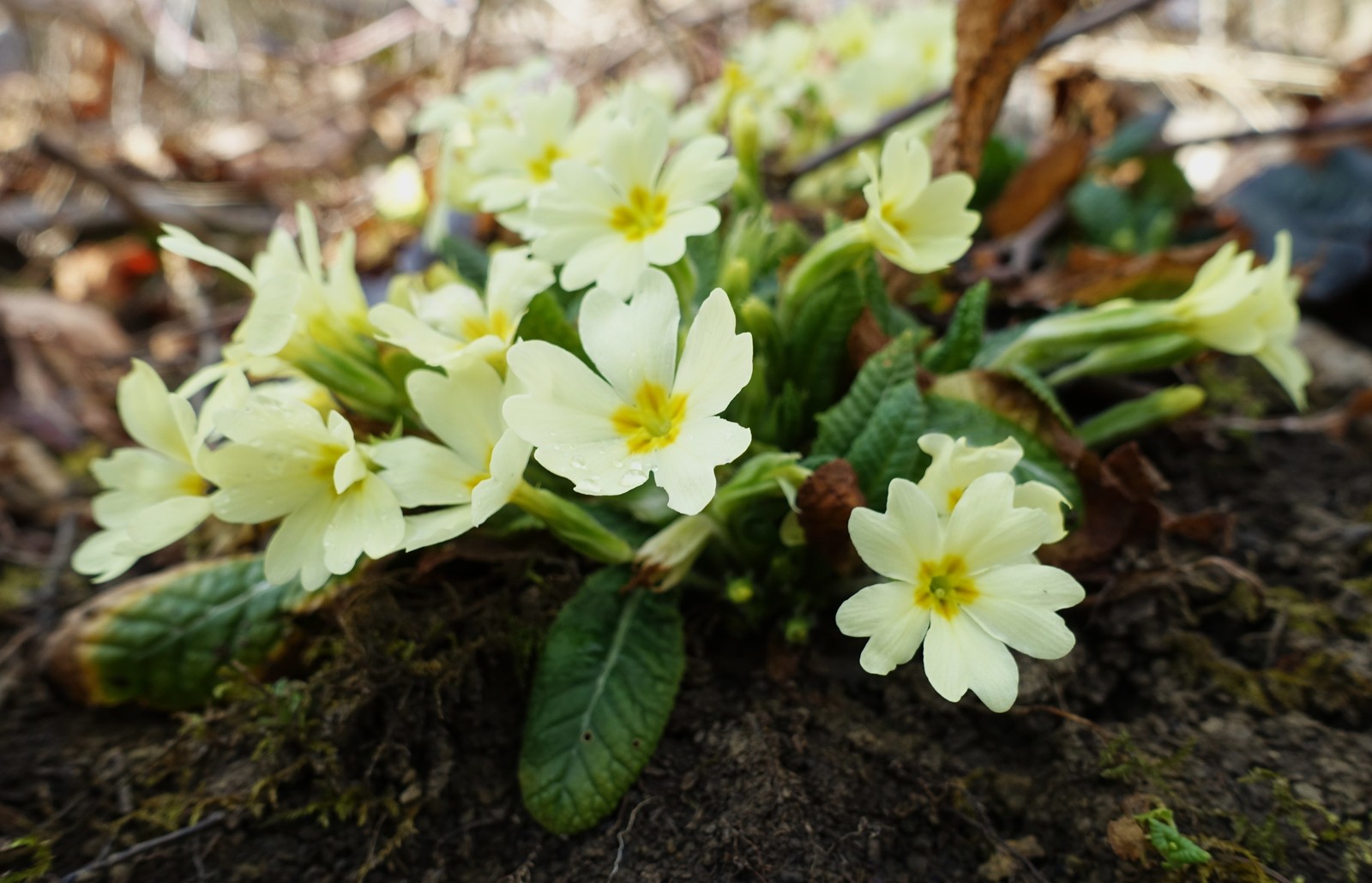 Primula vulgaris
