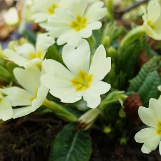 Primula vulgaris