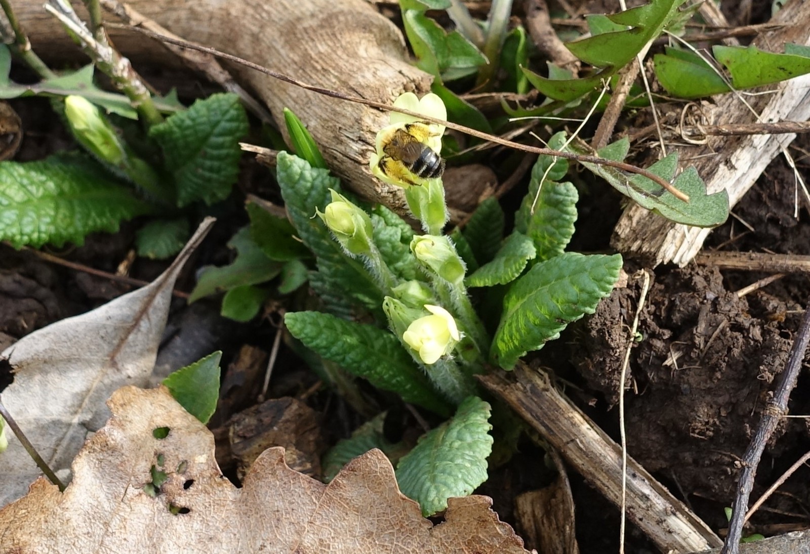 Primula vulgaris