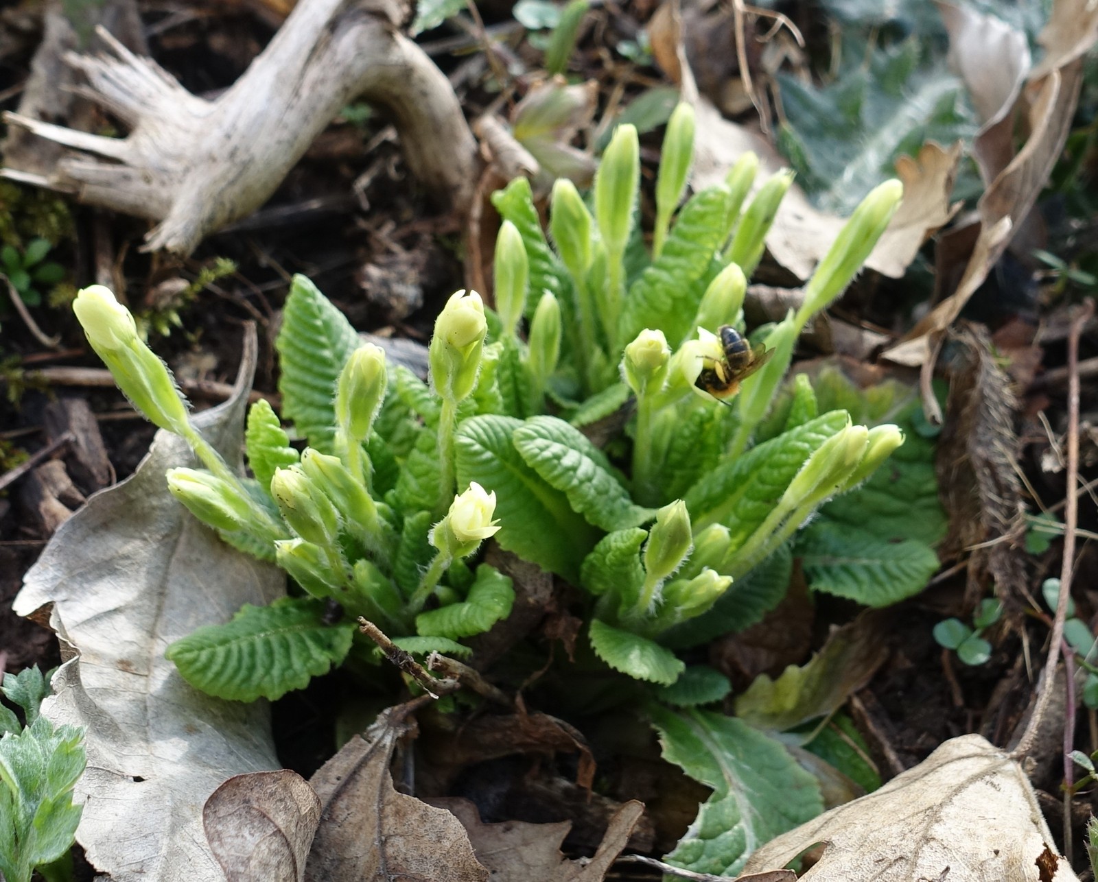 Primula vulgaris